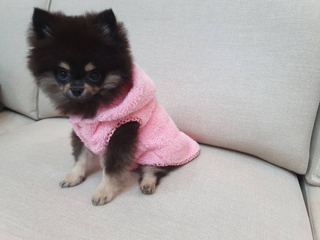 Custom Pet Drying Towel Clothes 5