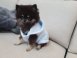 Custom Pet Drying Towel Clothes